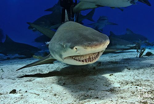 Lemon Shark make it's pass at Tiger Beach - Love these gu... by Steven Anderson 