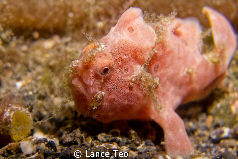 Antennarius Pictus - painted frogfish by Lance Teo 