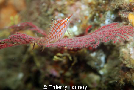Oxycirrithites typus - Long nose Hawk Fish in the Marine ... by Thierry Lannoy 