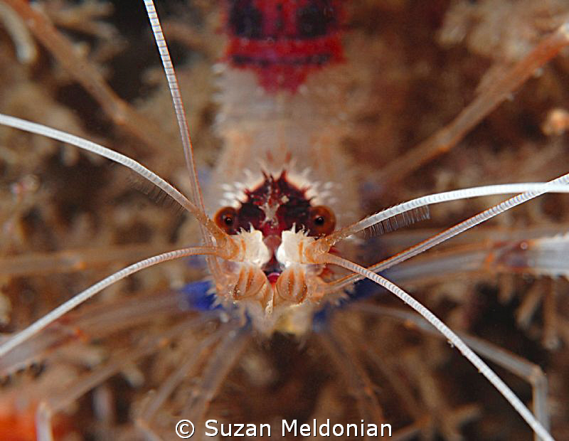 Banded Coral Shrimp face by Suzan Meldonian 