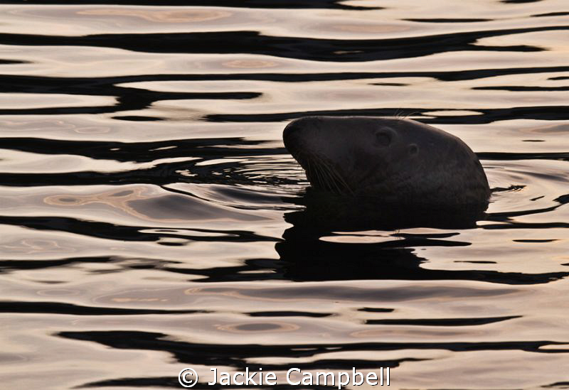 The golden hour.
Common harbour seal enjoying the last l... by Jackie Campbell 