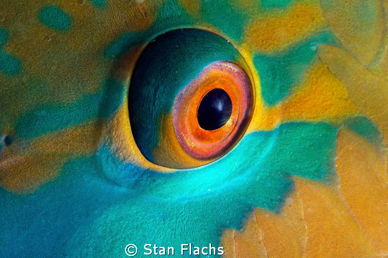 Parrotfish by Stan Flachs 