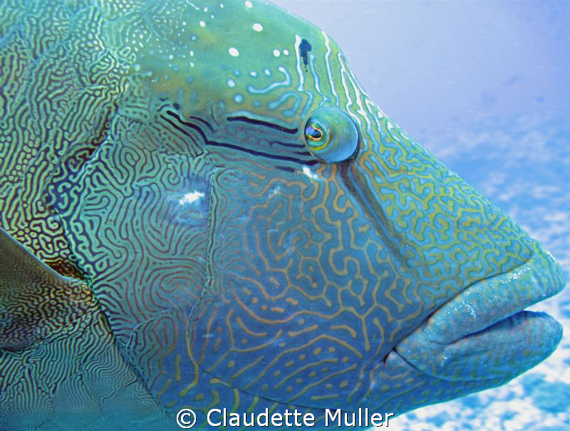 Hello, Napoleon! BIG wrasse Taken about 80 feet. This big... by Claudette Muller 