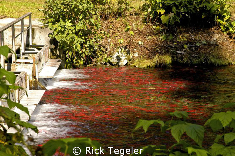 Fresh Water Kokanee Spawn... fish ladder on Meadow Creek,... by Rick Tegeler 