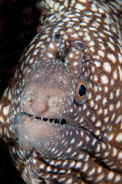 Ascension Island Fang Tooth Moray by Paul Colley 