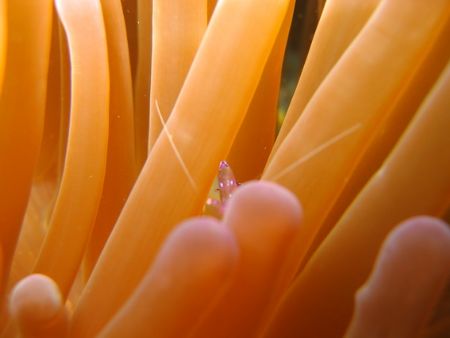 Shrimp in Anemone. This was taken in Anilao, Philippines ... by Gerard John Paras 