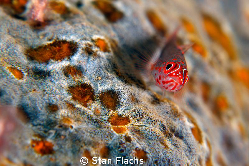 red spotted fish by Stan Flachs 