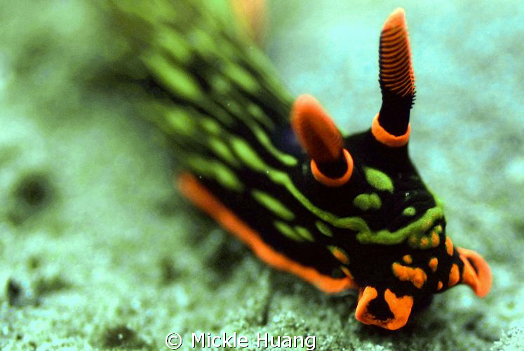 A moving nudi
Dumaguette, the Philippines

 by Mickle Huang 