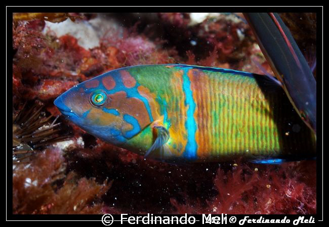 Thalassoma pavo... very fast fish! 1/125 f11 by Ferdinando Meli 