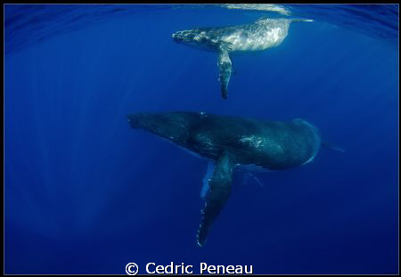 whale, calf and escort by Cedric Peneau 