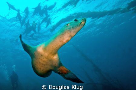 Scouting Run. This California Sea Lion checks out the cam... by Douglas Klug 