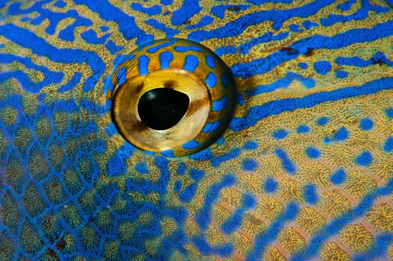 Close up of a Black Durgon Triggerfish eye by Paul Colley 