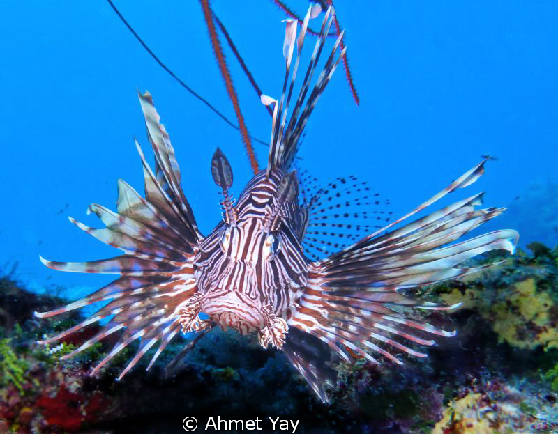 Brave heart, Lion fish... by Ahmet Yay 