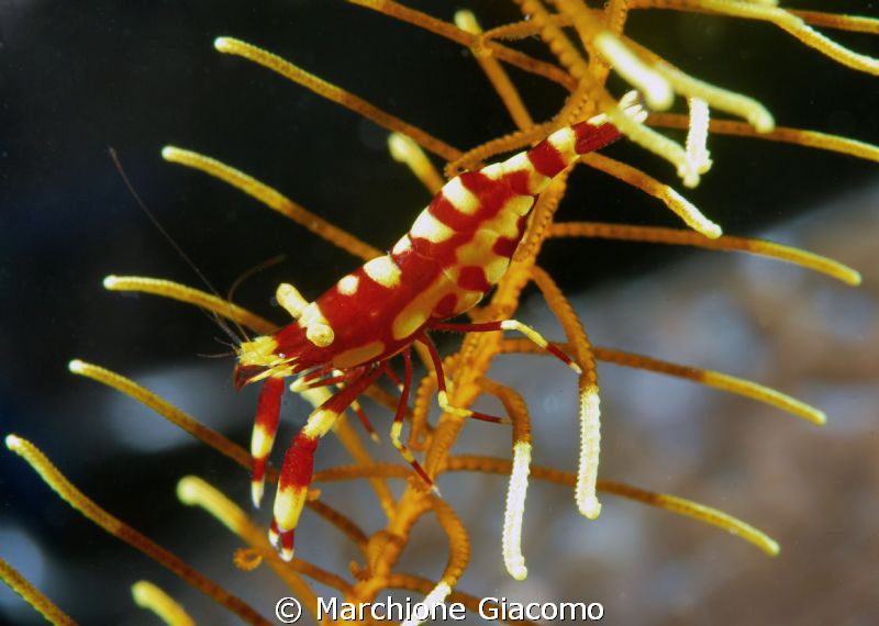 Climb shrimp
Nikon D200 , 60 micro ,twin strobo
Dumague... by Marchione Giacomo 