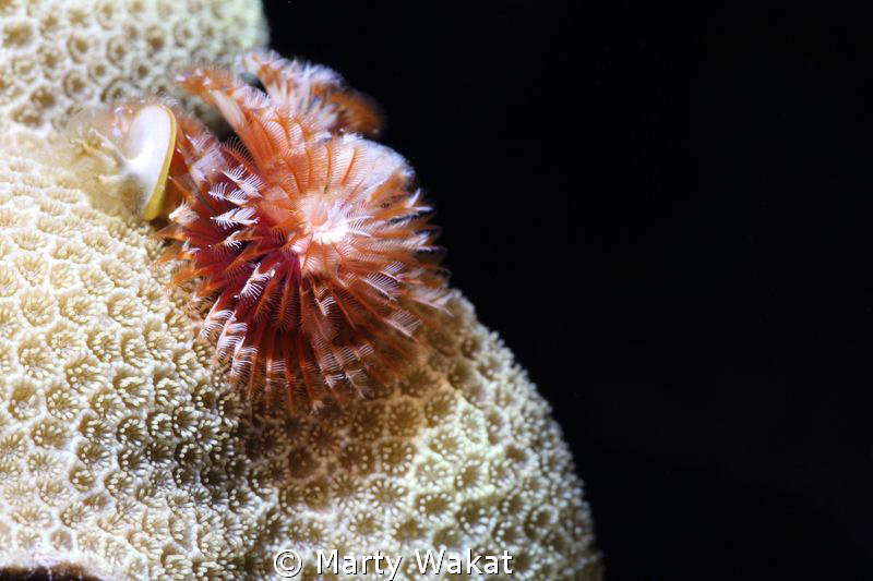 Christmastree Worm by Marty Wakat 