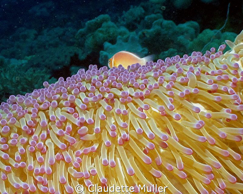 "Somewhere over the Rainbow!" Anenome Fish "surfing" on a... by Claudette Muller 