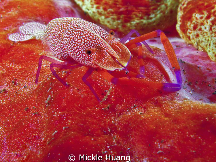 Close up of an Emperor Shrimp riding  on Spanish Dancer
... by Mickle Huang 