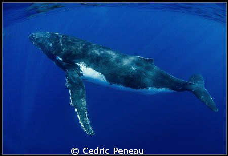 This whale is called "Yoga", he's a very curious and frie... by Cedric Peneau 