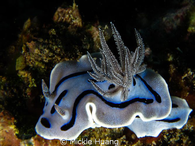Chromodoris willani
Anilao, the Philippines by Mickle Huang 
