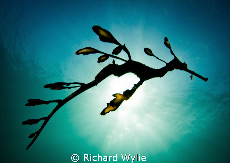 Profile of a very young weedy seadragon on a very murky d... by Richard Wylie 
