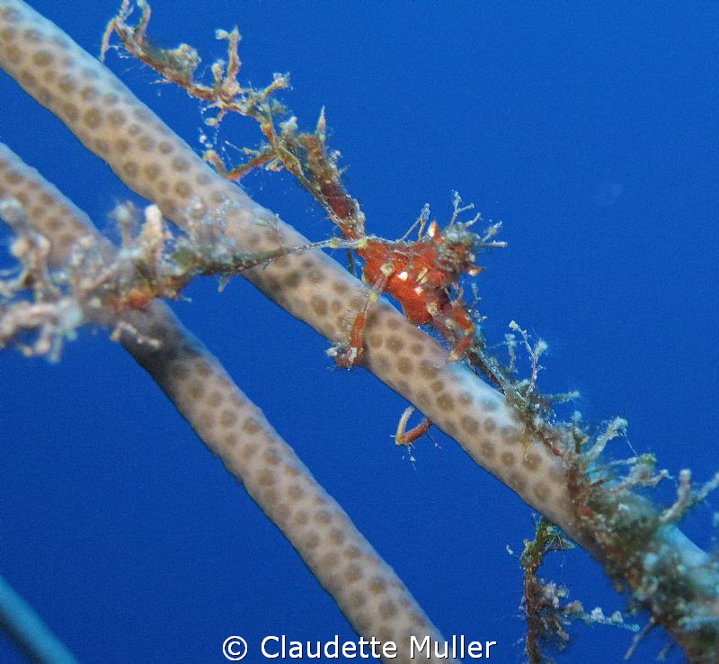 "Just Hangin'" - Decorator Crab holding on!
Taken with m... by Claudette Muller 