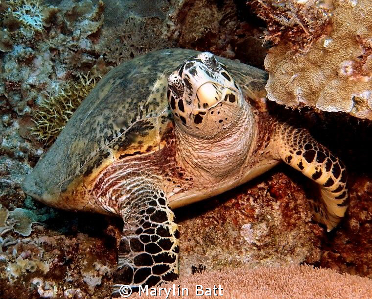 Lovely Hawksbill Turtle Just watching the tourists. by Marylin Batt 