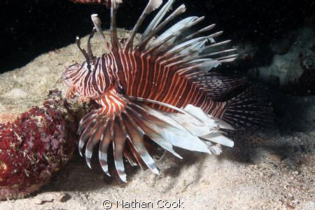 Now very common Lion Fish. One of the bigger ones I've se... by Nathan Cook 