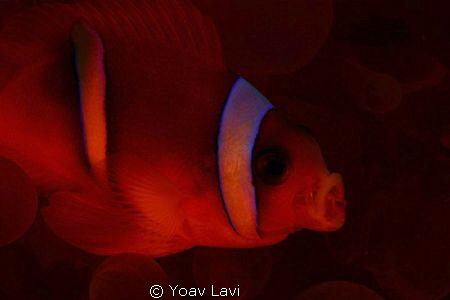 Yawning annemone fish shot with red filter by Yoav Lavi 