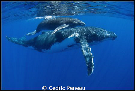 humpback whale and its calf by Cedric Peneau 