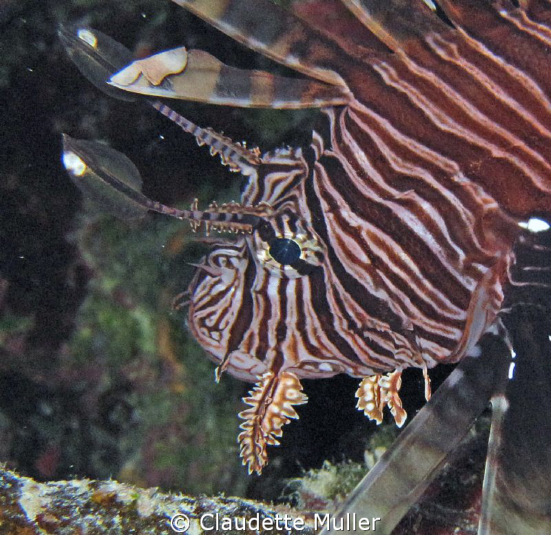 "You want a piece of ME?!!". Lionfish in Belize - NOT ind... by Claudette Muller 