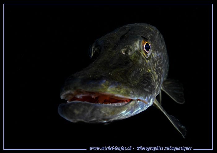 Face to face with this beautiful Pike Fish.... :O)... by Michel Lonfat 