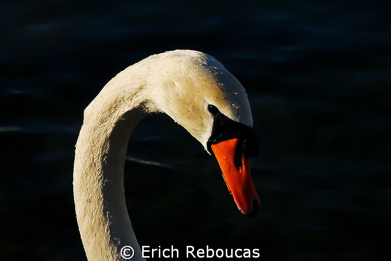 White Swan at Lake Geneva (where actually people dive :) ) by Erich Reboucas 
