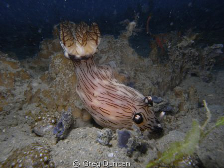 Rubicens Jourana at Taci Tolu Dive site Just out of Dilii... by Greg Duncan 