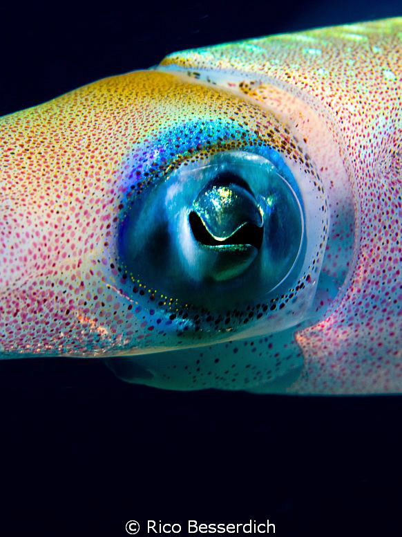 Squid Closeup by Rico Besserdich 