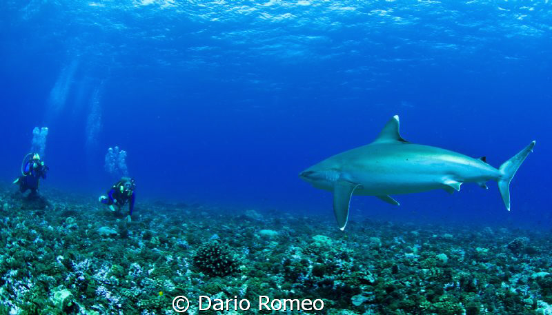 " THREATENED "
Rangiroa, Avatoru pass, Angry Silver Shark by Dario Romeo 