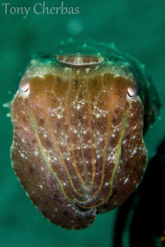 Cuttlefish Profile by Tony Cherbas 