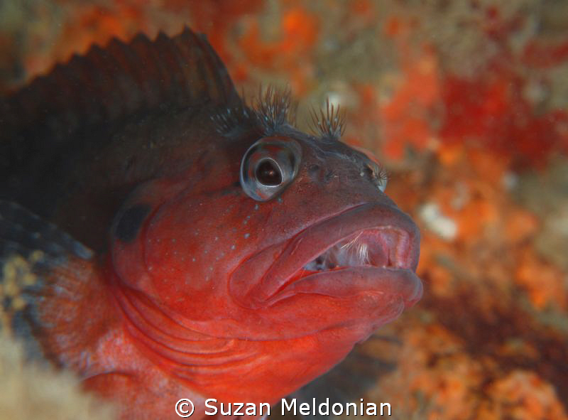 Afterburn
A Hairy Blenny with a tell-tale sign of Firewo... by Suzan Meldonian 