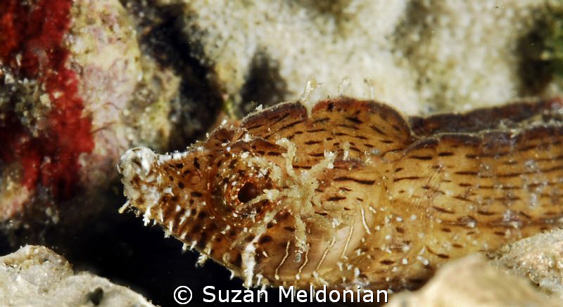 Crested Pipefish with a sea spider crawling on its face. ... by Suzan Meldonian 