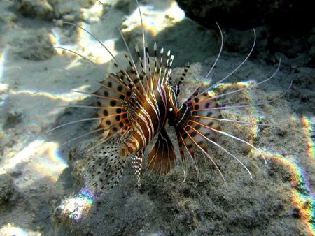 Prismatic light falling on a Lion Fish. Taken inside the ... by Quentin Long 