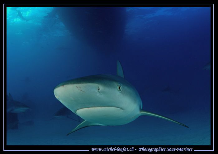 Caribbean Reef Shark on Tail Fish Reef - Bahamas... not f... by Michel Lonfat 