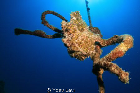 Special Knot
Frogfish sitting on a rope by Yoav Lavi 