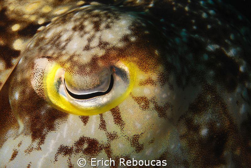 Cuttlefish Eye Shot by Erich Reboucas 
