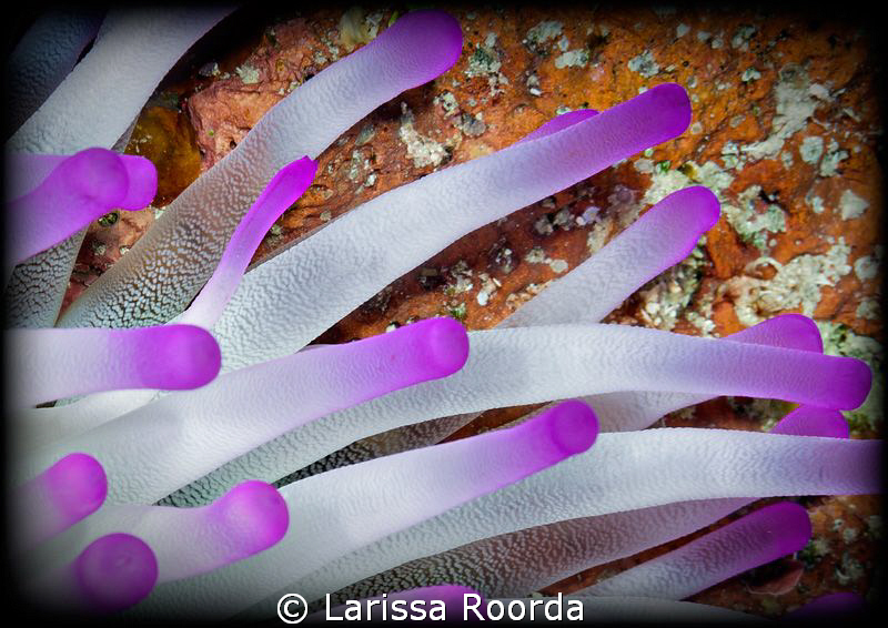 Purple-tipped anemone by Larissa Roorda 