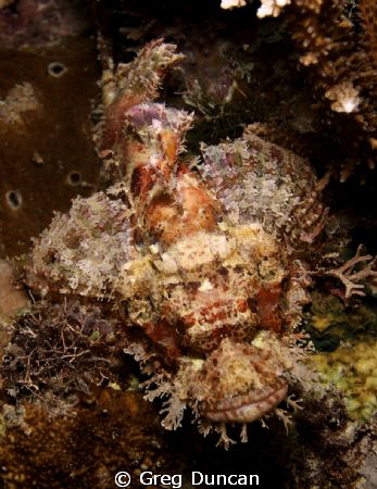 Bearded Scorpion fish, Adara wall night dive on Atauro Is... by Greg Duncan 
