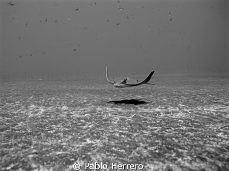 One of the rays you can find in this wonderfull Canary pa... by Pablo Herrero 