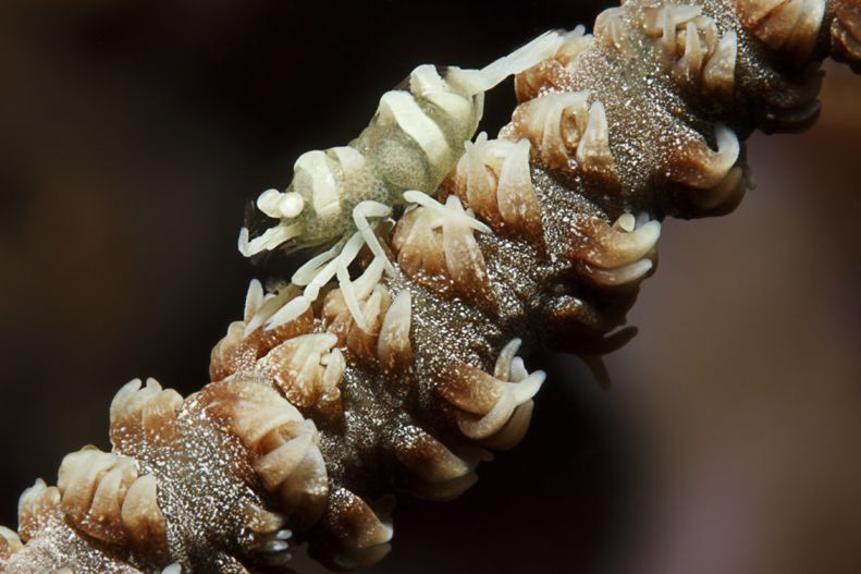 SHRIMP
Zanzibar Shrimp on Spiral Coral - Dasycaris zanzi... by Jörg Menge 