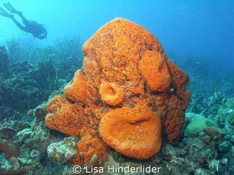 The brightness of the sponges & the different shapes they... by Lisa Hinderlider 