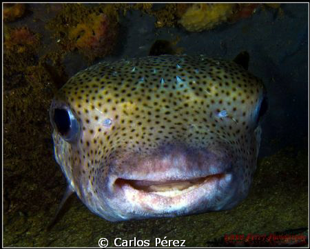 A smile, the language of the soul....Smyle puffer at a Ni... by Carlos Pérez 