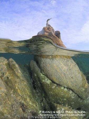 Cormorant on a rock.
Photographed with Nikon Coolpix P70... by Francesco Pacienza 