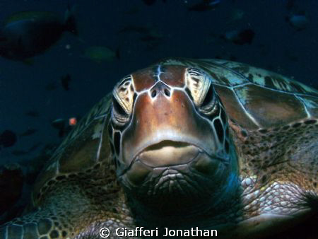 Tortue verte- Green sea turtle - 
Chelonia mydas
This s... by Giafferi Jonathan 